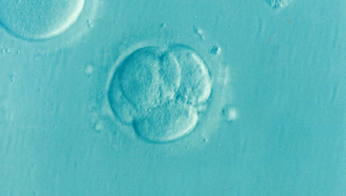 冻卵和冻胚胎的区别