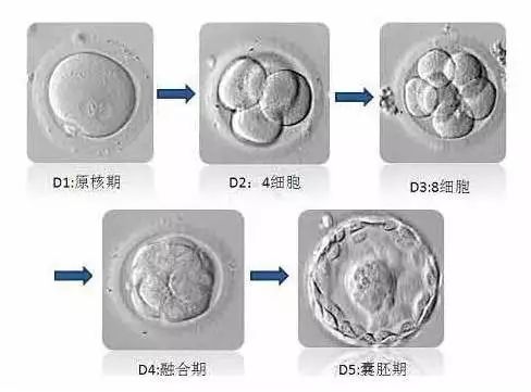 美国试管婴儿胚胎