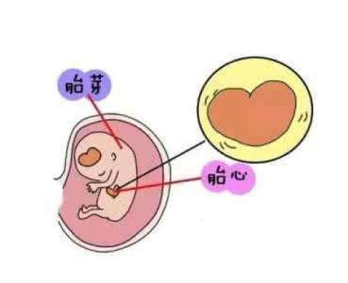试管婴儿囊胚移植