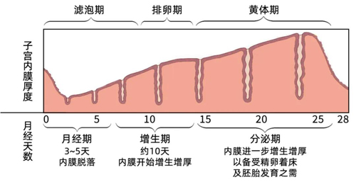 子宫内膜厚与试管婴儿成功率