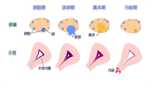 赴美试管婴儿