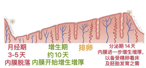 子宫内膜