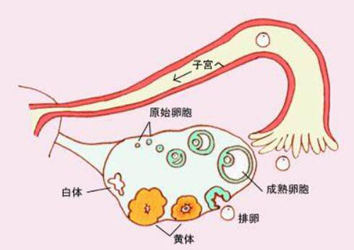 促排流程