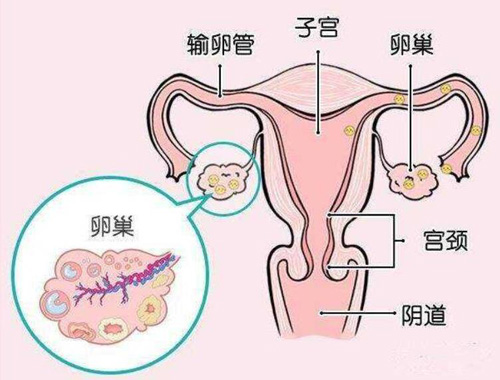 美国试管婴儿成功率