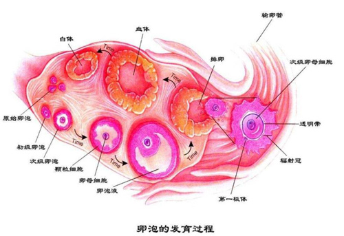 美国试管婴儿成功率