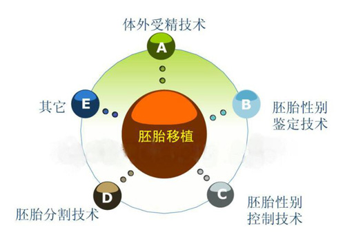囊胚移植