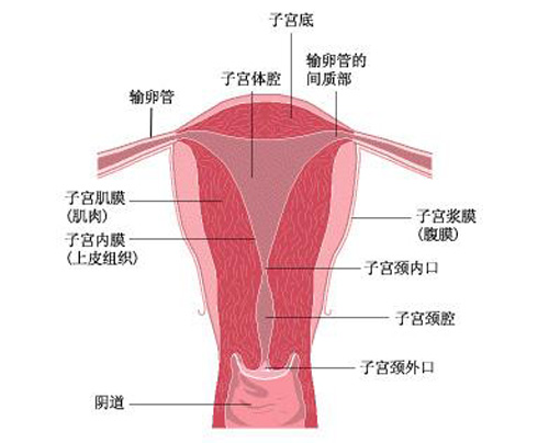 子宫内膜