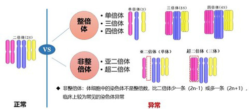 染色体异