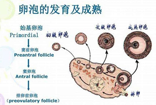 试管婴儿卵泡