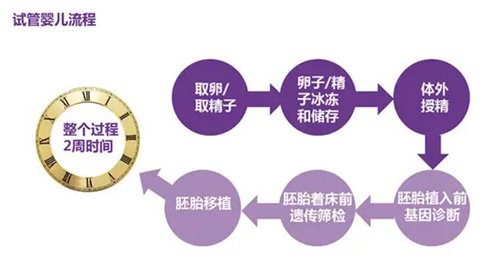 美国试管婴儿周期
