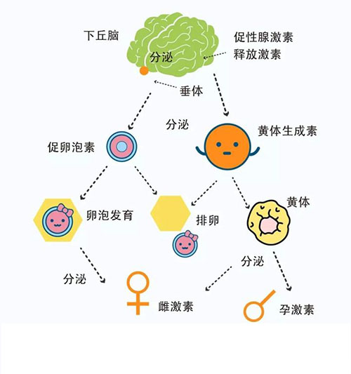 美国试管婴儿性激素六项