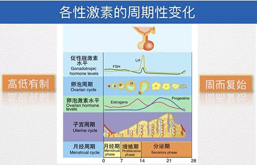 美国试管婴儿